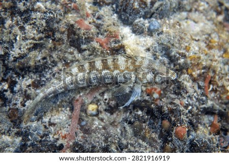 A striped lizardfish rests motionless on coral rubble, its barred pattern and sharp eyes blending into the textured reef substrate of Derawan Islands, Kalimantan, Indonesia
