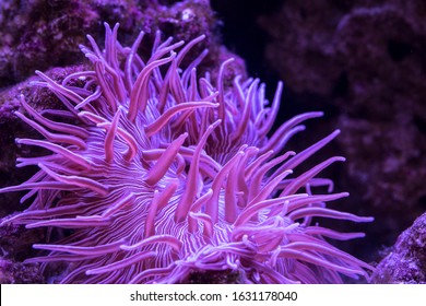 Striped Long Tentacle Anemone - Macrodactyla doreensis in underwater