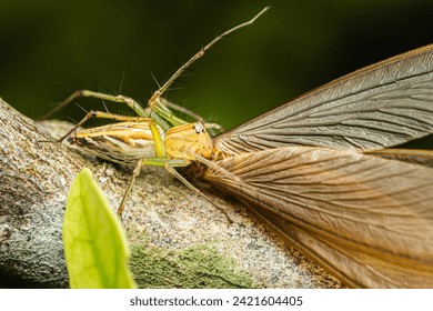 Striped Lynx Spider of the genus Oxyopes with prey,Yellow Lynx Spider, Insect macro photography, Selective focus.
