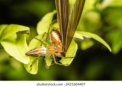 Striped Lynx Spider of the genus Oxyopes with prey,Yellow Lynx Spider, Insect macro photography, Selective focus.