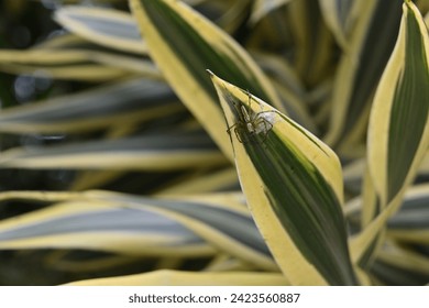 A Striped lynx spider sits near its spider web that contain eggs. The web was built at the end of a variegated leaf of a Song of India tree