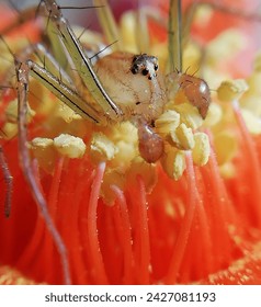 striped lynx spider submerged into red flower