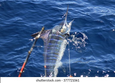 Striped Marlin