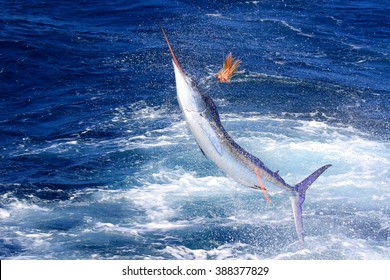 Striped Marlin