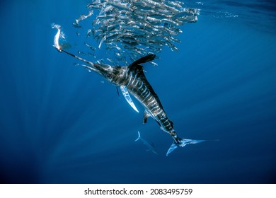 Striped Marlin Hunting Fishes, Mexico