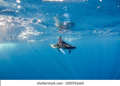 Striped Marlin Off The Mexican Coast