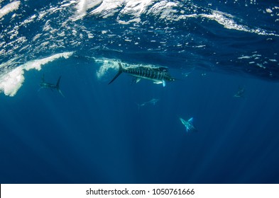 Striped Marlin Off The Mexican Coast