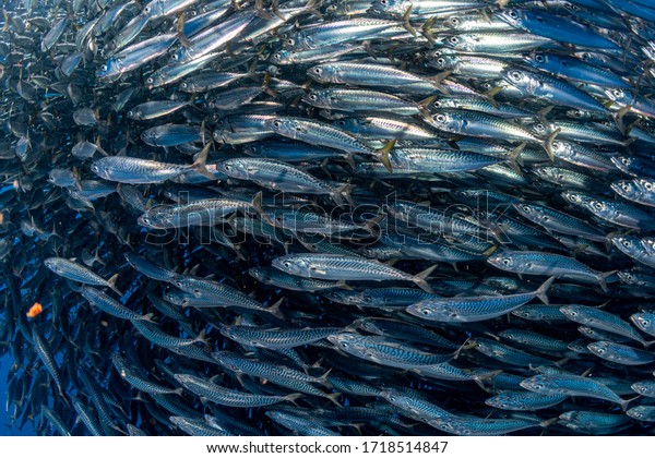Striped marlin and\
sea lion hunting in sardine run bait ball in pacific ocean blue\
water baja california\
sur