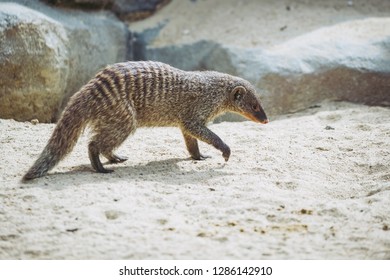 mongoose adult