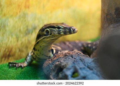 Striped Monitor Lizard In A Terrarium Close Up (Varanus, Varanidae)