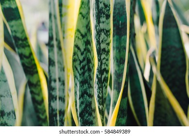 Striped Mother-in-law's Tongue's green leaf with golden edge (Sansevieria trifasciata cv.'Laurentii' ) Close up