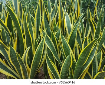 Striped Mother-in-law's Tongue's green leaf with golden edge (Sansevieria trifasciata cv.'Laurentii' )