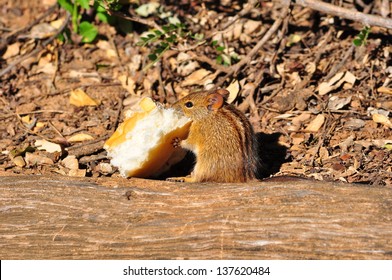 Striped Mouse Striped Mouse Eating Bread 