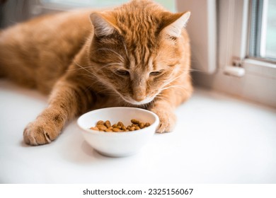 Striped orange cat eats a dry feed, lay on windowsill. well-fed red cat lies and rests