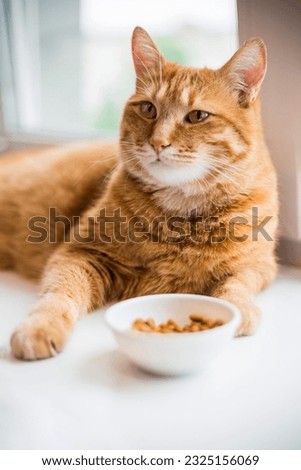 Similar – Image, Stock Photo A well-fed red cat walks on a corrugated iron roof and sometimes looks over the edge