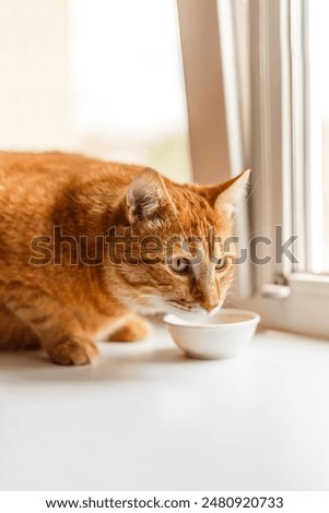 Similar – Image, Stock Photo A well-fed red cat walks on a corrugated iron roof and sometimes looks over the edge
