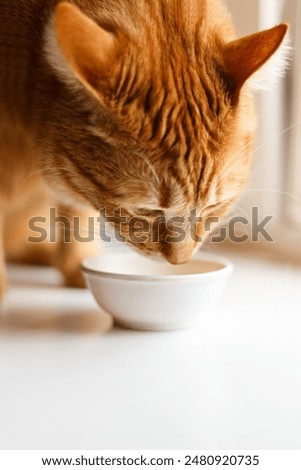 Similar – Image, Stock Photo A well-fed red cat walks on a corrugated iron roof and sometimes looks over the edge