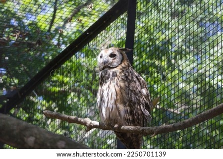 Striped Owl (Asio clamator) on the Trunk Tree also known as 