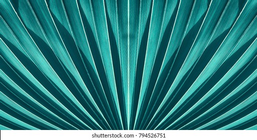 Striped Of Palm Leaf, Abstract Blue Texture From Nature Background, Vintage Tone