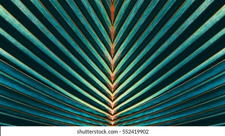 Striped of palm leaf, Abstract green texture background, Vintage tone