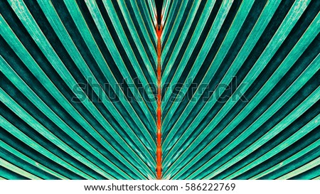 Striped of palm leaf, Abstract natural green texture background, Vintage tone