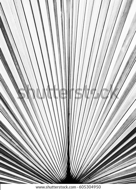 Striped Palm Leaf Abstract Tropical Leaves Stock Photo 605304950 ...