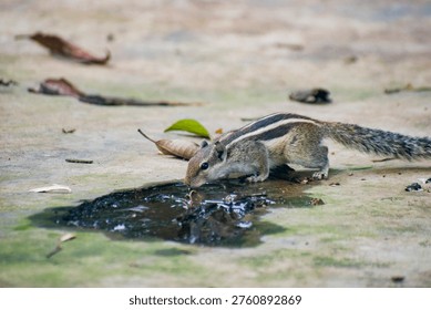 Striped palm squirrel Funambulus drinking from a puddle on concrete.