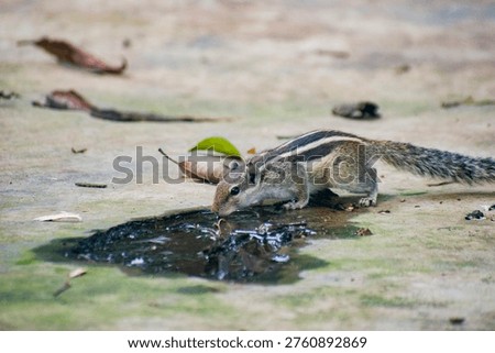 Striped palm squirrel Funambulus drinking from a puddle on concrete.