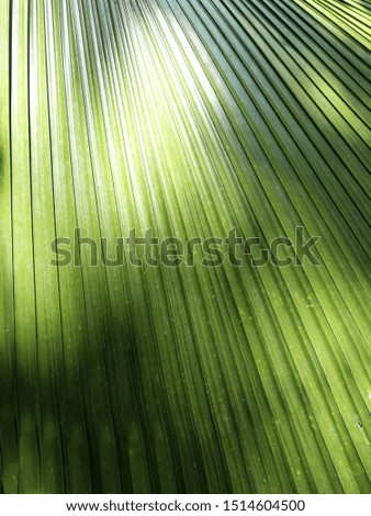 Striped of palm leaf​ with​ sunlight.Abstract green texture background.