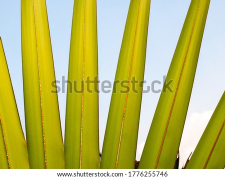 The Striped Pattern of Sugar Palm Leaf on The Background