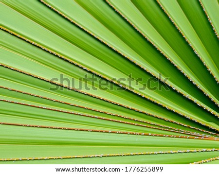 The Striped Pattern of Sugar Palm Leaf on The Background