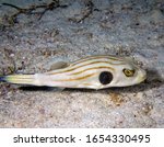 A Striped Puffer (Arothron manilensis)