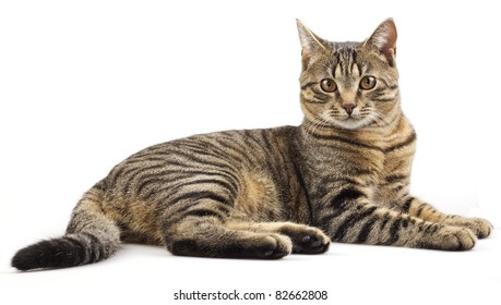Striped purebred cat on a white background