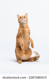 A striped red cat sits on its hind legs, raised its front paws up and looks up on a white floor in studio. Portrait of a pet in motion. Studio photo of funny cat doing trick. Vertical photo - Shutterstock ID 2287680415