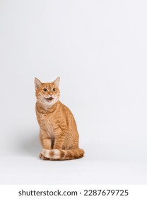 A striped red cat sits with tail resting on front paws and meows loudly. Portrait of a meowing cat on a white background in the studio. High quality vertical photo with copy space. 
