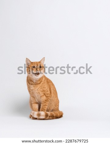 A striped red cat sits with tail resting on front paws and meows loudly. Portrait of a meowing cat on a white background in the studio. High quality vertical photo with copy space. 