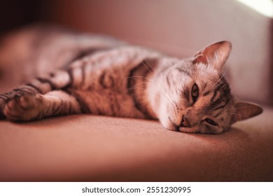 striped sad cat lies at home on a sofa with frightened eyes. Pet disease. A sick and depressed kitten. Vet, veterinary clinic and veterinarian medicine for pets cats, animal children healthcare - Powered by Shutterstock