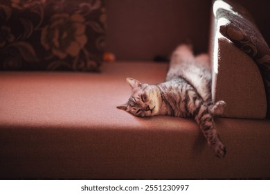 striped sad cat lies at home on a sofa with frightened eyes. Pet disease. A sick and depressed kitten. Vet, veterinary clinic and veterinarian medicine for pets cats, animal children healthcare - Powered by Shutterstock