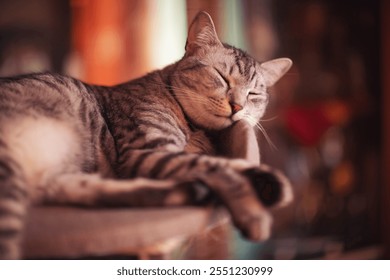 striped sad cat lies at home on a sofa with frightened eyes. Pet disease. A sick and depressed kitten. Vet, veterinary clinic and veterinarian medicine for pets cats, animal children healthcare - Powered by Shutterstock