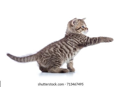 Striped Scottish kitten pure breed with paw stretched out isolated on white - Powered by Shutterstock