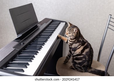 a striped Scottish kitten is sitting on a chair near the piano, touching the piano keys with one paw