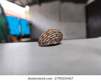 Striped Seashell on Light Surface with Shallow Depth of Field - Minimalist Nature Still Life, Close-up macro photograph of a beautiful striped seashell resting on a smooth light-colored surface. Soft blurred background creates a clean and minimalist aesthetic, perfect for design, nature, and decorative concepts.