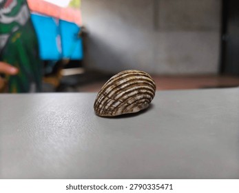 Striped Seashell on Light Surface with Shallow Depth of Field - Minimalist Nature Still Life, Close-up macro photograph of a beautiful striped seashell resting on a smooth light-colored surface. Soft blurred background creates a clean and minimalist aesthetic, perfect for design, nature, and decorative concepts.