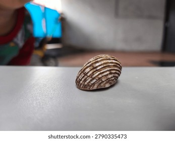 Striped Seashell on Light Surface with Shallow Depth of Field - Minimalist Nature Still Life, Close-up macro photograph of a beautiful striped seashell resting on a smooth light-colored surface. Soft blurred background creates a clean and minimalist aesthetic, perfect for design, nature, and decorative concepts.
