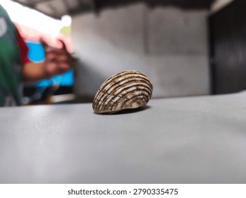 Striped Seashell on Light Surface with Shallow Depth of Field - Minimalist Nature Still Life, Close-up macro photograph of a beautiful striped seashell resting on a smooth light-colored surface. Soft blurred background creates a clean and minimalist aesthetic, perfect for design, nature, and decorative concepts.