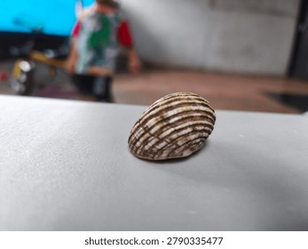 Striped Seashell on Light Surface with Shallow Depth of Field - Minimalist Nature Still Life, Close-up macro photograph of a beautiful striped seashell resting on a smooth light-colored surface. Soft blurred background creates a clean and minimalist aesthetic, perfect for design, nature, and decorative concepts.