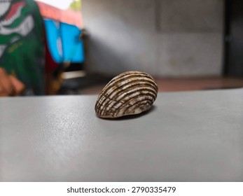 Striped Seashell on Light Surface with Shallow Depth of Field - Minimalist Nature Still Life, Close-up macro photograph of a beautiful striped seashell resting on a smooth light-colored surface. Soft blurred background creates a clean and minimalist aesthetic, perfect for design, nature, and decorative concepts.