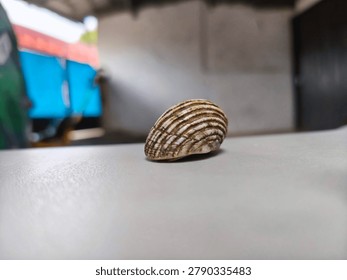 Striped Seashell on Light Surface with Shallow Depth of Field - Minimalist Nature Still Life, Close-up macro photograph of a beautiful striped seashell resting on a smooth light-colored surface. Soft blurred background creates a clean and minimalist aesthetic, perfect for design, nature, and decorative concepts.