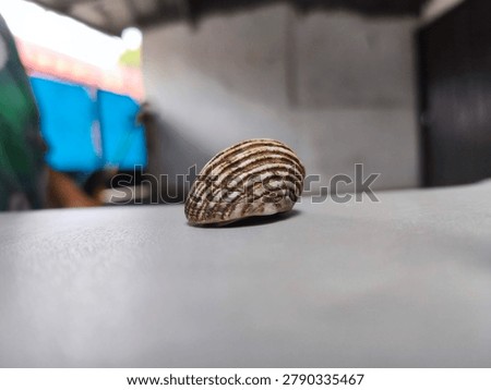 Striped Seashell on Light Surface with Shallow Depth of Field - Minimalist Nature Still Life, Close-up macro photograph of a beautiful striped seashell resting on a smooth light-colored surface. Soft blurred background creates a clean and minimalist aesthetic, perfect for design, nature, and decorative concepts.