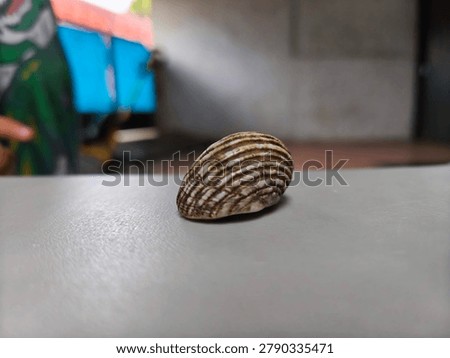 Striped Seashell on Light Surface with Shallow Depth of Field - Minimalist Nature Still Life, Close-up macro photograph of a beautiful striped seashell resting on a smooth light-colored surface. Soft blurred background creates a clean and minimalist aesthetic, perfect for design, nature, and decorative concepts.